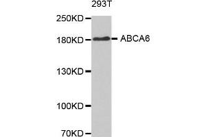 Image no. 1 for anti-ATP-Binding Cassette, Sub-Family A (ABC1), Member 6 (ABCA6) antibody (ABIN3017556)