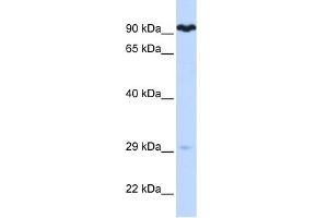 Image no. 1 for anti-Suppressor of Var1, 3-Like 1 (SUPV3L1) (N-Term) antibody (ABIN2775185)