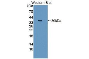 Image no. 2 for anti-Lectin, Galactoside-Binding, Soluble, 12 (LGALS12) (AA 1-314) antibody (ABIN5013590)