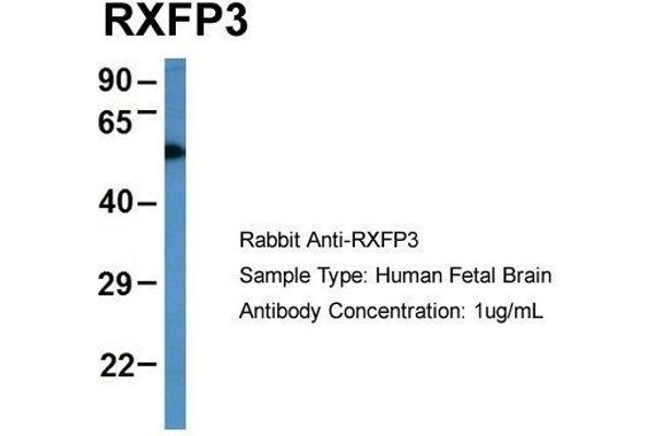 Relaxin 3 Receptor 1 antibody  (N-Term)