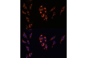 PDE3A antibody  (AA 380-660)