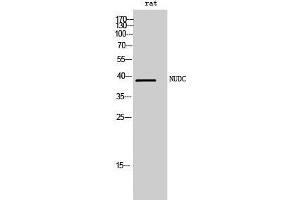 Image no. 2 for anti-NUDC (Tyr577) antibody (ABIN3185975)