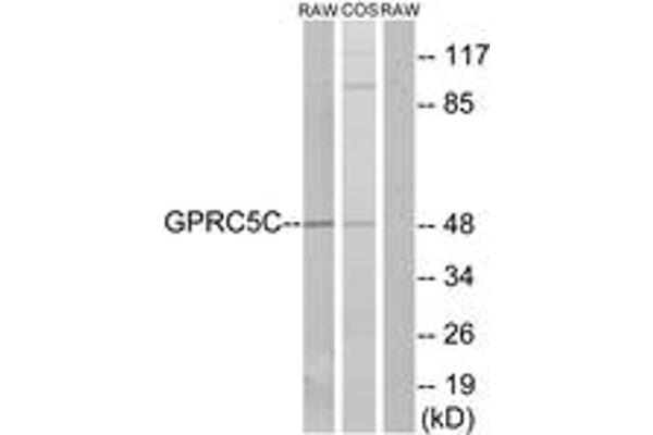 GPRC5C Antikörper  (AA 51-100)