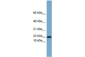 Image no. 2 for anti-Proline Rich 13 (PRR13) (Middle Region) antibody (ABIN2787138)
