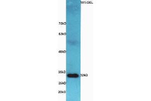 Image no. 3 for anti-Aquaporin 9 (AQP9) (AA 201-295) antibody (ABIN677123)