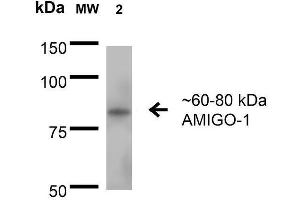 AMIGO1 antibody  (AA 554-574)