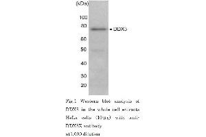 Image no. 2 for anti-DEAD (Asp-Glu-Ala-Asp) Box Polypeptide 3, X-Linked (DDX3X) (full length) antibody (ABIN2451947)