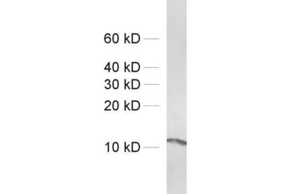anti-Profilin (PFN) antibody