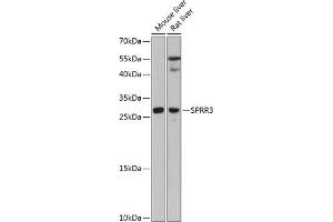 SPRR3 抗体  (AA 1-70)