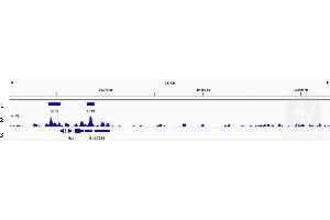 Image no. 20 for anti-Histone Deacetylase 1 (HDAC1) (Center) antibody (ABIN2854776)