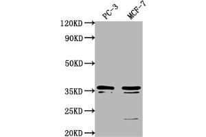 OR6C1 antibody  (AA 259-275)