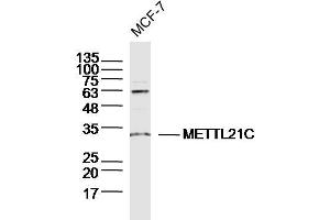 Image no. 1 for anti-Methyltransferase Like 21C (METTL21C) (AA 31-130) antibody (ABIN5675490)