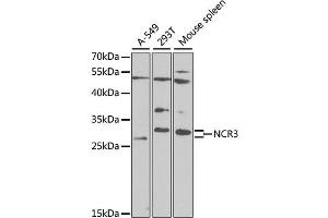 Image no. 1 for anti-Natural Cytotoxicity Triggering Receptor 3 (NCR3) antibody (ABIN6567593)