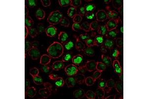 Image no. 10 for anti-Nucleolin (NCL) antibody (ABIN6940176)