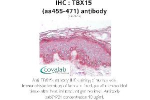 Image no. 1 for anti-T-Box 15 (TBX15) (AA 455-471) antibody (ABIN1739942)