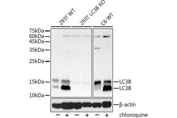 LC3B antibody