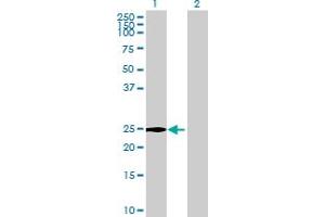 Western Blot analysis of C2orf7 expression in transfected 293T cell line by C2orf7 MaxPab polyclonal antibody.