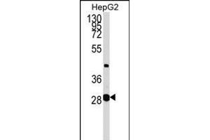 GLYCTK Antibody (N-term) (ABIN1538953 and ABIN2848770) western blot analysis in HepG2 cell line lysates (35 μg/lane).