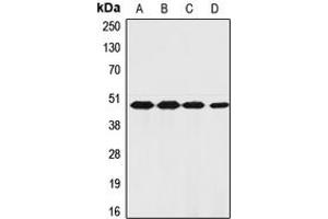 Image no. 2 for anti-Coagulation Factor II (thrombin) Receptor (F2R) (N-Term) antibody (ABIN2707688)