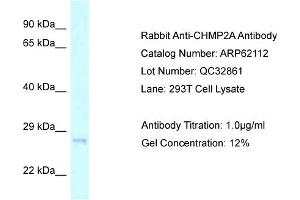 Image no. 1 for anti-Charged Multivesicular Body Protein 2A (CHMP2A) (C-Term) antibody (ABIN2789024)