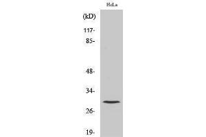 Image no. 1 for anti-Cathepsin L1 (CTSL1) (Cleaved-Thr288), (Heavy Chain) antibody (ABIN3181794)