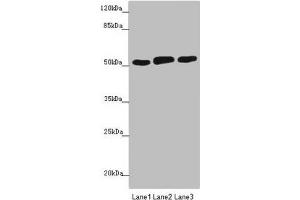 CRBN antibody  (AA 1-280)
