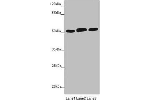 CRBN antibody  (AA 1-280)