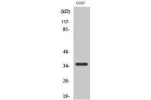OR10S1 antibody  (Internal Region)