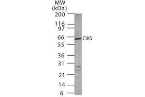 Image no. 1 for anti-TRAF3 Interacting Protein 2 (TRAF3IP2) (AA 225-241) antibody (ABIN208280)