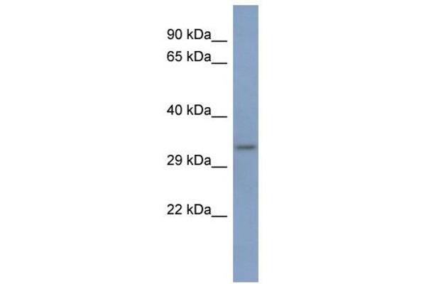 PCBP3 antibody  (Middle Region)