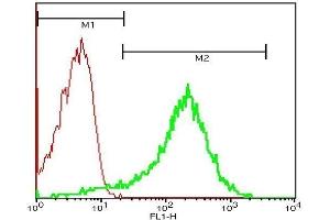 Image no. 2 for anti-Selectin P (Granule Membrane Protein 140kDa, Antigen CD62) (SELP) (AA 701-768) antibody (ABIN670131)