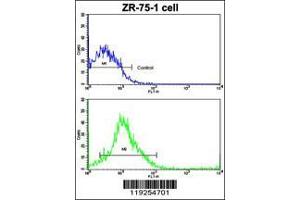 Image no. 2 for anti-Cathepsin K (CTSK) (AA 207-237) antibody (ABIN391570)