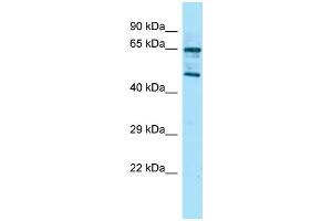 Image no. 1 for anti-Regulator of G-Protein Signaling 14 (RGS14) (Middle Region) antibody (ABIN2778237)