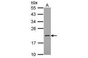 Image no. 1 for anti-Mitochondrial Ribosomal Protein L21 (MRPL21) (AA 20-205) antibody (ABIN1499559)