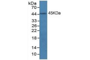 Mouse Capture antibody from the kit in WB with Positive Control: A431 cell lysate.