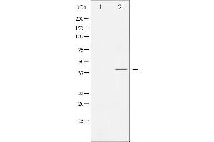 Image no. 4 for anti-Mitogen-Activated Protein Kinase 14 (MAPK14) (pTyr182) antibody (ABIN6255833)