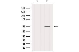 Western blot analysis of extracts from MCF7, using CHRNA10 Antibody.