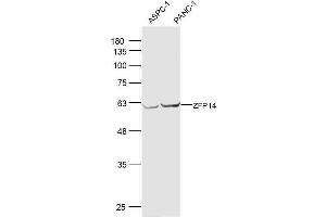 Image no. 1 for anti-Zinc Finger Protein 14 Homolog (ZFP14) (AA 121-220) antibody (ABIN5675142)