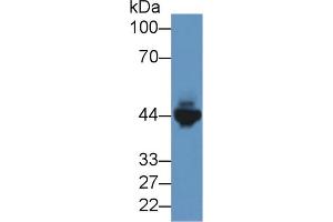 Image no. 2 for anti-Creatine Kinase, Muscle (CKM) (AA 11-367) antibody (ABIN1172305)