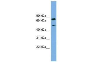 Image no. 1 for anti-RNA Binding Motif Protein 42 (RBM42) (Middle Region) antibody (ABIN633507)