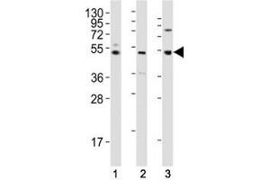 Image no. 2 for anti-Lymphocyte-Activation Gene 3 (LAG3) (AA 103-132) antibody (ABIN3028809)