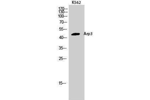 anti-Angiopoietin-Like 6 (ANGPTL6) (C-Term) antibody