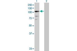 Western Blot analysis of ZNF274 expression in transfected 293T cell line by ZNF274 MaxPab polyclonal antibody.