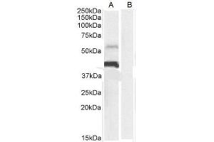 Image no. 3 for anti-CD274 (PD-L1) (C-Term) antibody (ABIN185339)