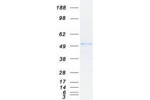 Image no. 1 for Histone Deacetylase 3 (HDAC3) protein (Myc-DYKDDDDK Tag) (ABIN2722499)