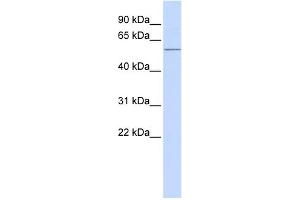 Image no. 1 for anti-Activin Receptor Type 1C (ACVR1C) (N-Term) antibody (ABIN2785115)