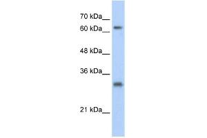 Image no. 1 for anti-Ubiquitin Specific Peptidase 39 (USP39) (N-Term) antibody (ABIN2780792)