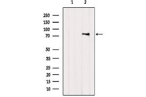 Image no. 4 for anti-Adrenergic, Beta, Receptor Kinase 1 (ADRBK1) antibody (ABIN6259807)