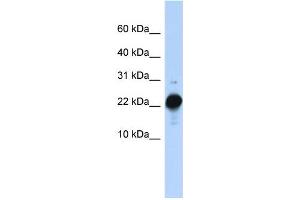 Image no. 1 for anti-Chorionic Somatomammotropin Hormone-Like 1 (CSHL1) (C-Term) antibody (ABIN2777075)
