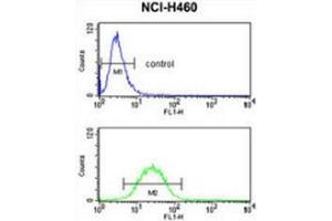 Image no. 3 for anti-Fibulin 3 (FBLN3) (AA 126-156), (N-Term) antibody (ABIN952326)